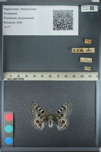 Media type: image;   Entomology 174682